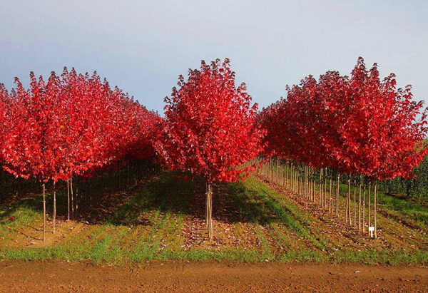 紅楓樹
