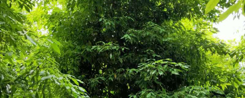 10公分楨楠樹價格多少錢一棵