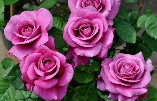 月季花根怎么種植?月季花栽培技術